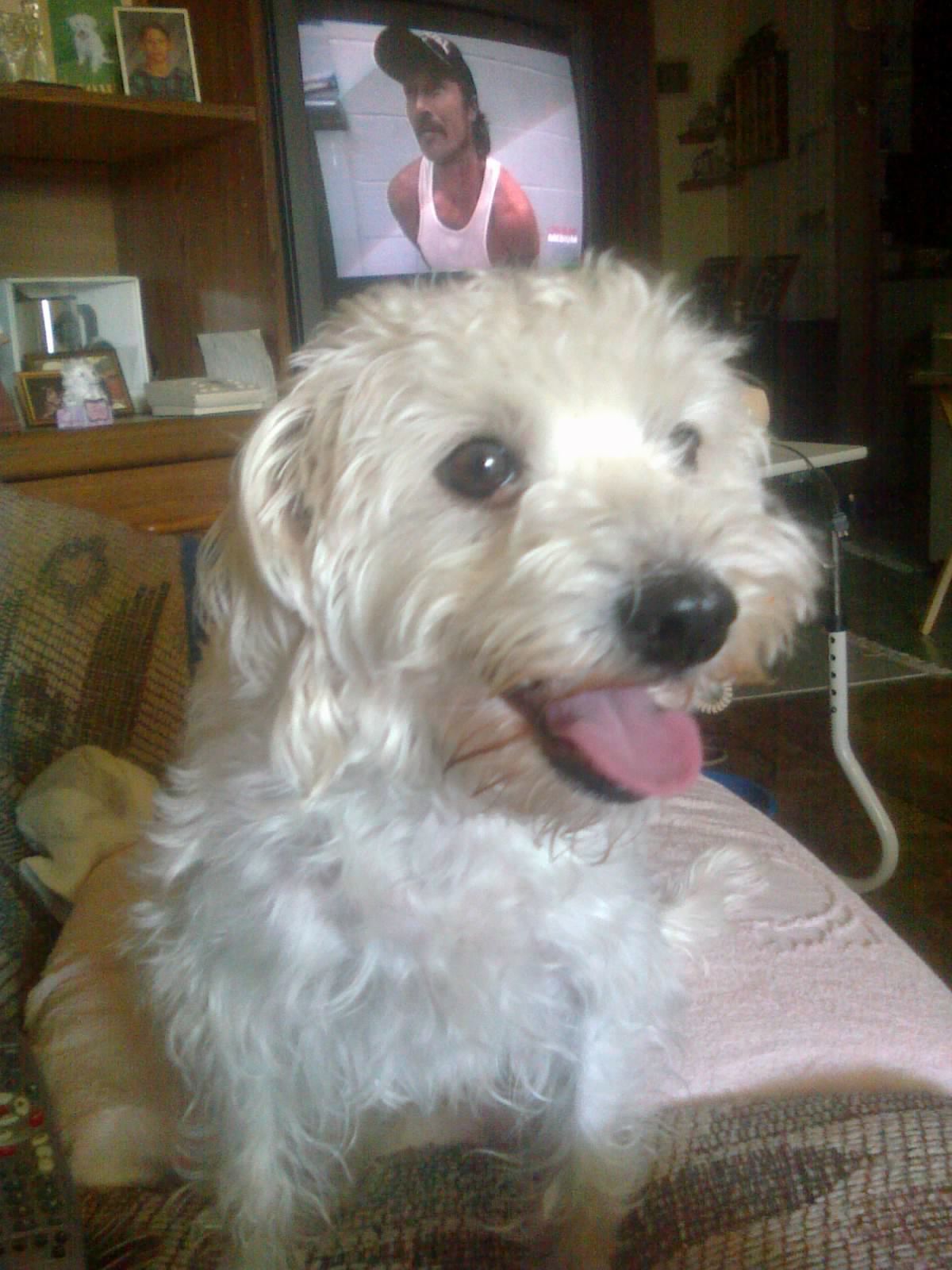 National Dog Day